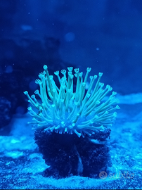 Sarco verde fluo a polipo lungo