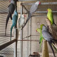 Pappagalli parrocchetti dal collare