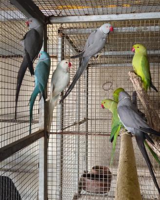 Pappagalli parrocchetti dal collare