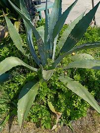 pianta agave