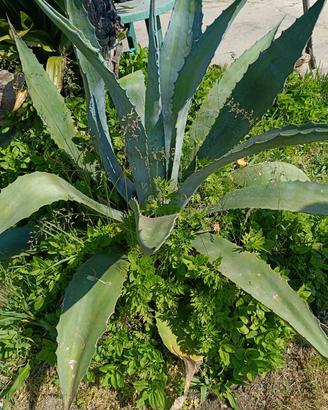pianta agave