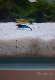 Caridine blue dream
