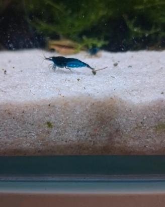 Caridine blue dream