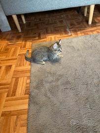 Gattina di 2 mesi