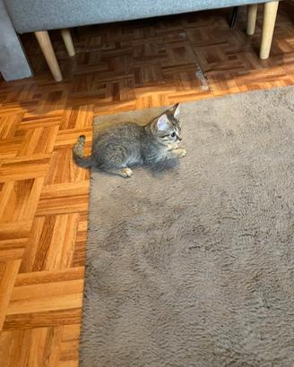 Gattina di 2 mesi