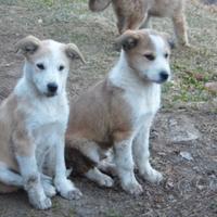 Cuccioli di cane da pastore