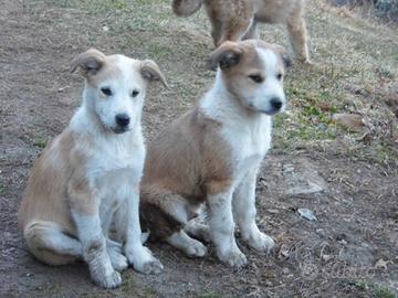 Cuccioli di cane da pastore