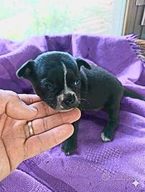 Dolcissimi chihuahua Toy