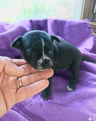 Dolcissimi chihuahua Toy