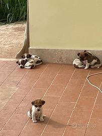Cuccioli Jack Russell