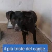 Molossino triste da cucciolo solo in box.CALABRIA