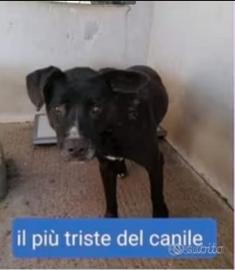 Molossino triste da cucciolo solo in box.CALABRIA