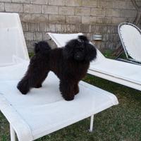 Coppia di barboncini TOY BLACK