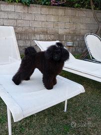 Coppia di barboncini TOY BLACK