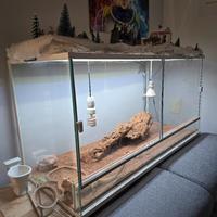 Teca + Pogona vitticeps + accessori