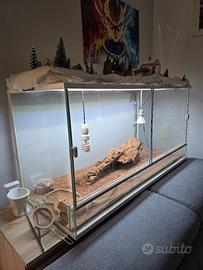 Teca + Pogona vitticeps + accessori