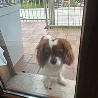 Cane cavalier king