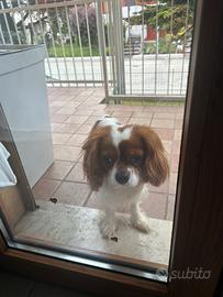 Cane cavalier king