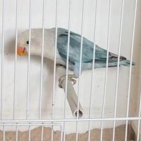 Inseparabile Fischer