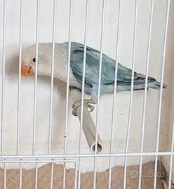 Inseparabile Fischer