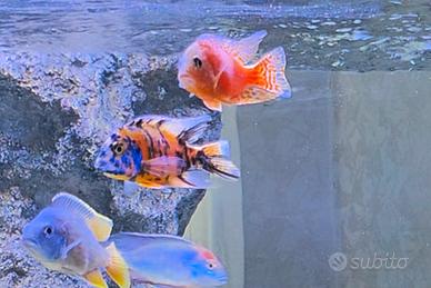 ciclidi Malawi Aulonocara pesci Acquario 