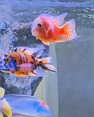 ciclidi Malawi Aulonocara pesci Acquario 