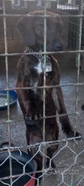Cucciola segugio maremmano