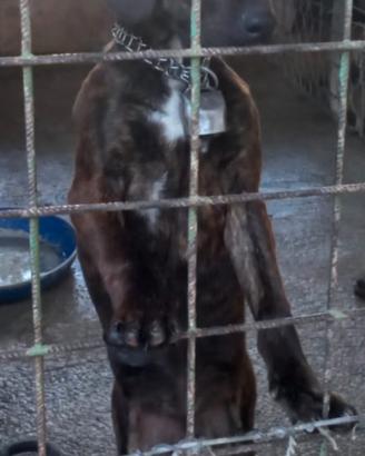 Cucciola segugio maremmano