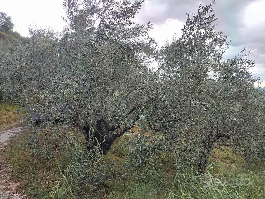 GENAZZANO oliveto 150 piante - Vista 3