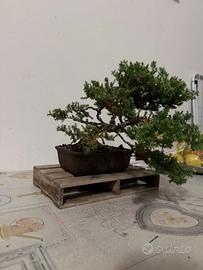 Bonsai Ginepro