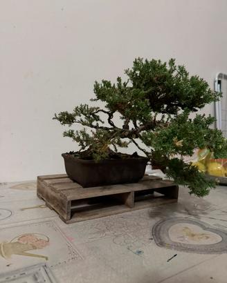 Bonsai Ginepro