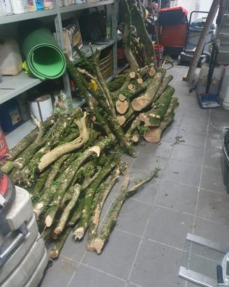 tronchi di bosso 
