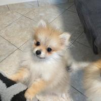 Spitz nano di Pomerania miniatura