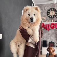 Chow Chow disponibile per accoppiamento