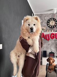 Chow Chow disponibile per accoppiamento