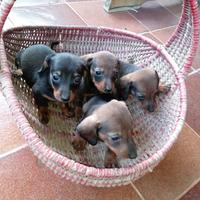 Cuccioli bassotto originali