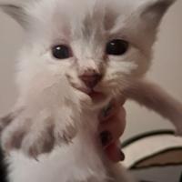 Cucciola Siberiana neva