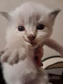 Cucciola Siberiana neva