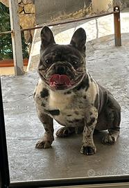 Disponibile per monta bulldog francese