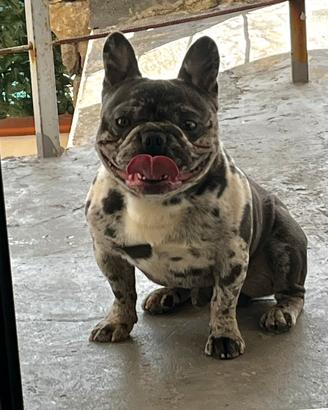 Disponibile per monta bulldog francese