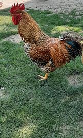 Gallo da riproduzione