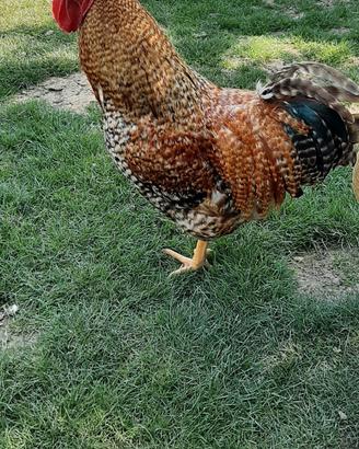 Gallo da riproduzione