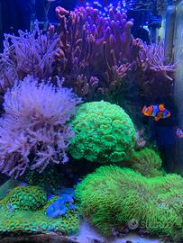 Coralli Zoanthus,Montipora, Caulastrea, Stylophora