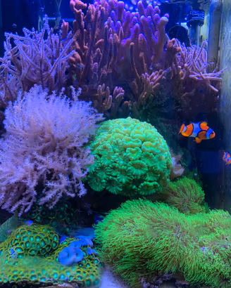 Coralli Zoanthus,Montipora, Caulastrea, Stylophora
