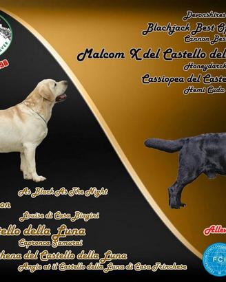 Labrador cucciolo biondo pedigree ENCI
