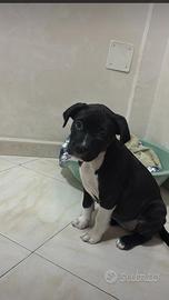 Cane Pit bul amstaf