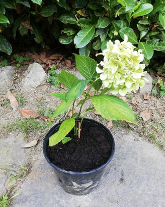 pianta di ortensia 
