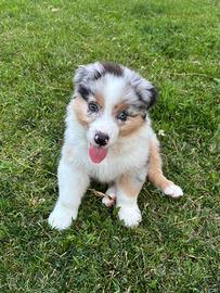 Cuccioli di Pastore Australiano
