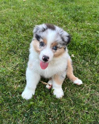 Cuccioli di Pastore Australiano