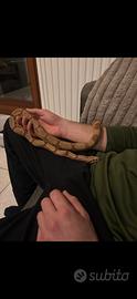Boa Constrictor